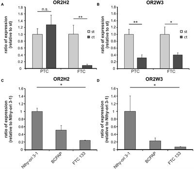 Functional Characterization of Olfactory Receptors in the Thyroid Gland